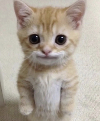 の画像 Mr. Kitty