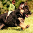 Image of Dekuv 