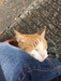 Image de Catstory