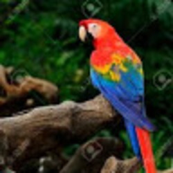 Image de Parrot Voice