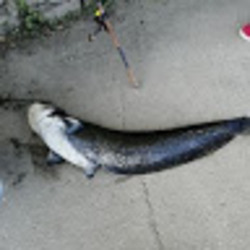 Imagem de Fishing Baravi