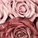 Image de Charmaine Ot