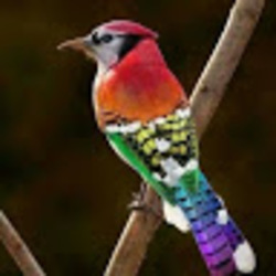 Imagem de Ilove Birds