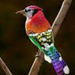 Imagem de Ilove Birds