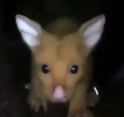 Imagem de Pandapilot