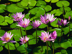 Vaizdas Viola M.