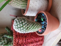 Afbeelding van Alexm.Cactus1