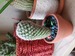 Afbeelding van Alexm.Cactus1